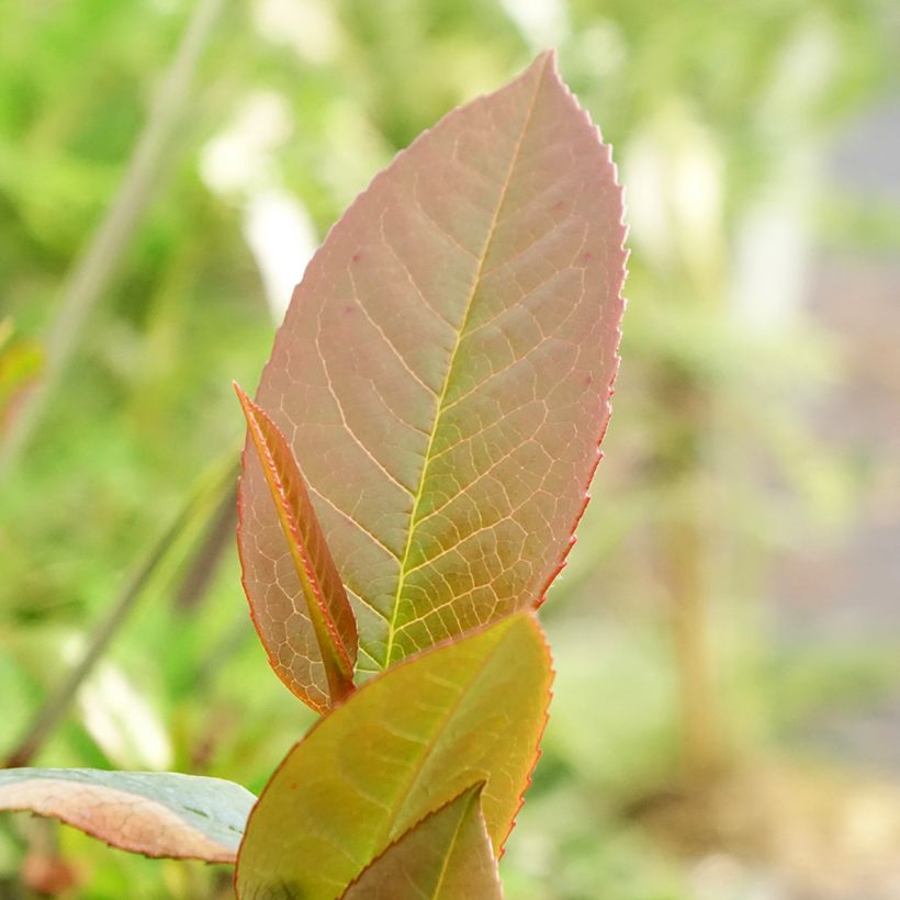 Stewartia pteropetiolata (Feuillage)