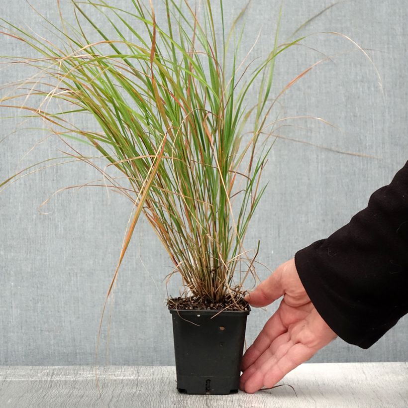 Spécimen de Stipa arundinacea Sirocco - Anemanthele lessoniana Godet de 8/9 cm tel que livré en automne