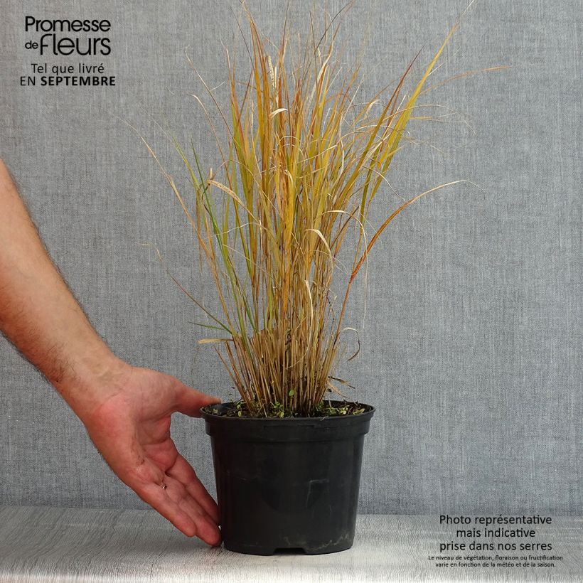 Spécimen de Stipa arundinacea Sirocco - Anemanthele lessoniana Pot de 2L/3L tel que livré en été