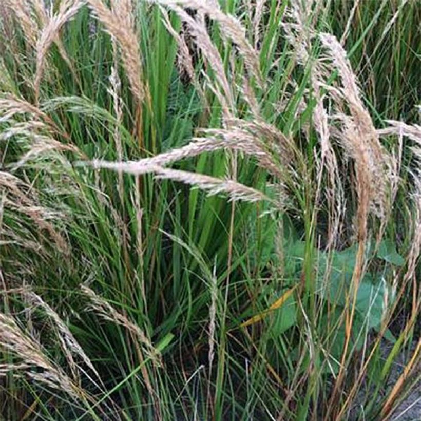 Stipa calamagrostis - Achnaterum (Floraison)