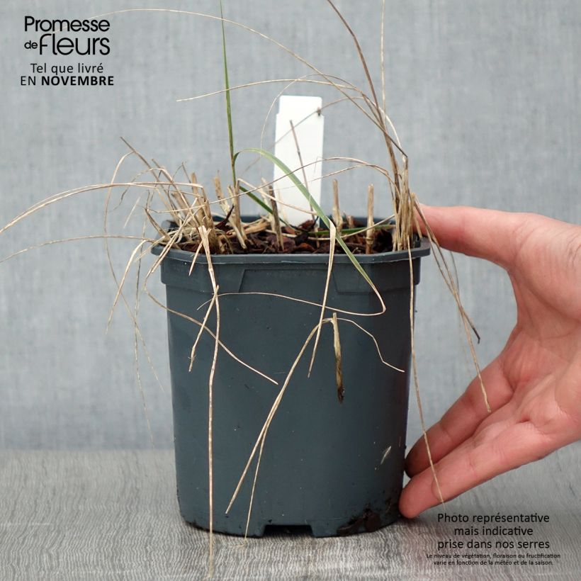 Spécimen de Stipa calamagrostis - Achnaterum Pot de 2L/3L tel que livré en automne