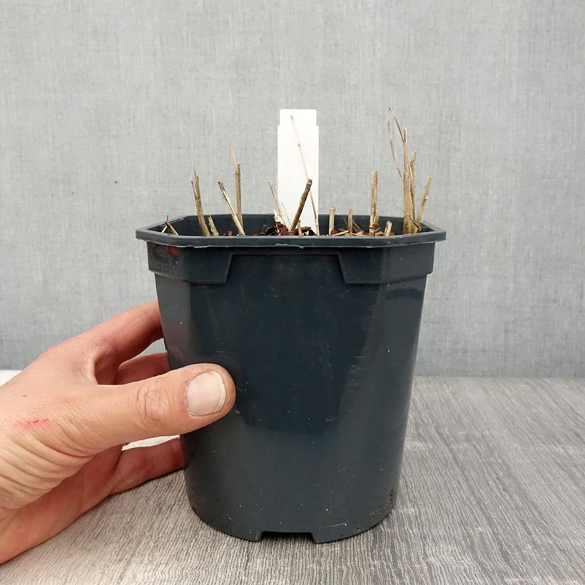 Spécimen de Stipa calamagrostis - Achnaterum en pot de 2/3 litres tel que livré au printemps