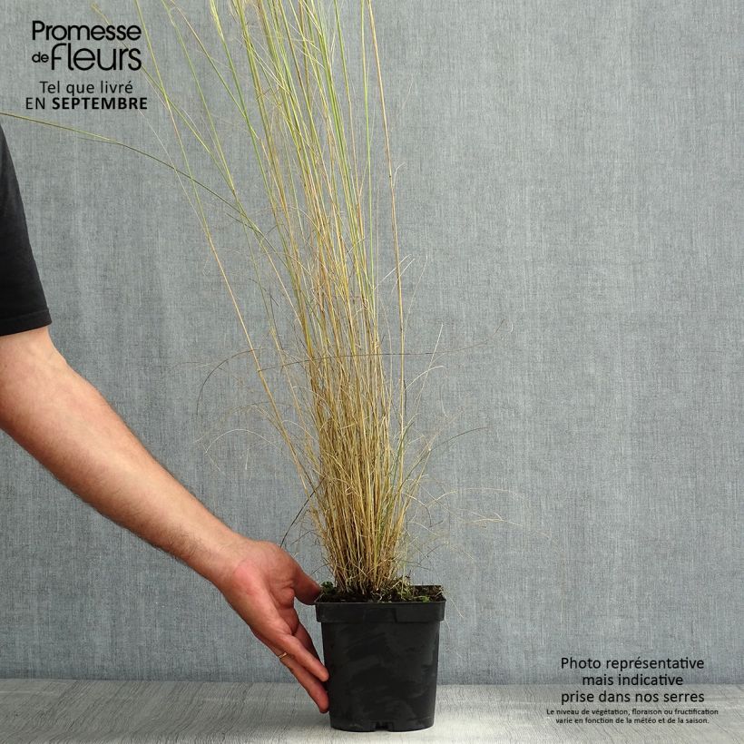 Spécimen de Stipa capillata - Stipe capillaire Pot de 2L/3L tel que livré en été