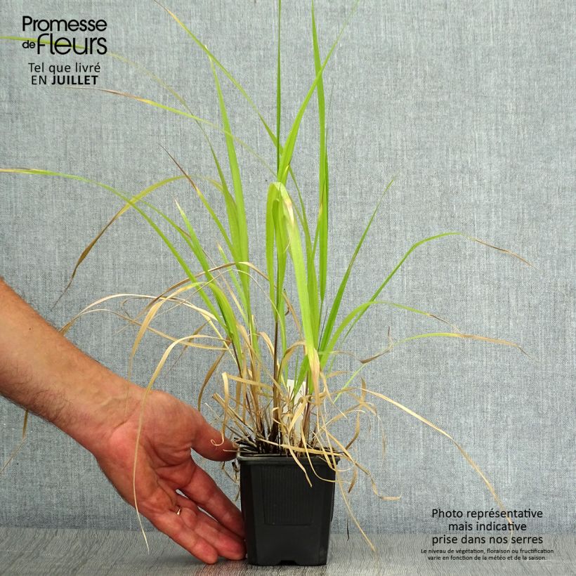 Spécimen de Stipa extremiorientalis - Stipe Godet de 8/9 cm tel que livré en été