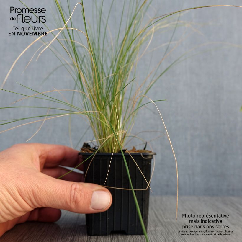 Spécimen de Stipa ichu - Jarava ichu Godet de 7/8 cm tel que livré en automne