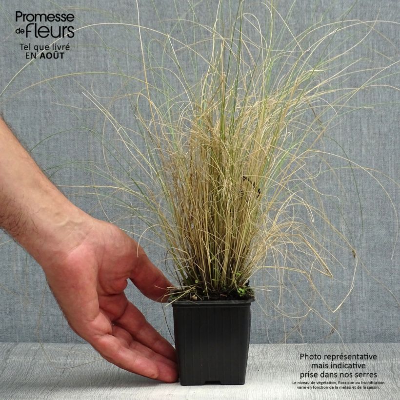 Spécimen de Stipa trichotoma Palomino - Stipe à feuilles dentées Godet de 8/9 cm tel que livré en été