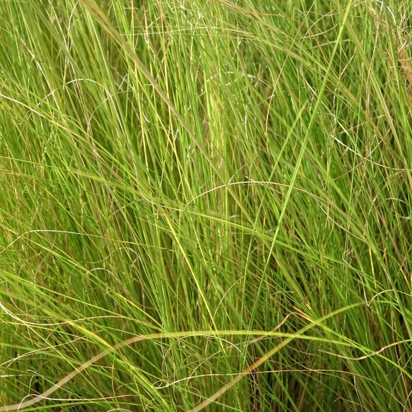 Stipa trichotoma Palomino - Stipe à feuilles dentées (Feuillage)