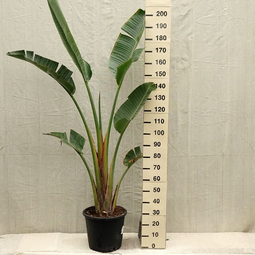 Spécimen de Strelitzia augusta (alba) - Oiseau de Paradis blanc en pot de 30L tel que livré en été