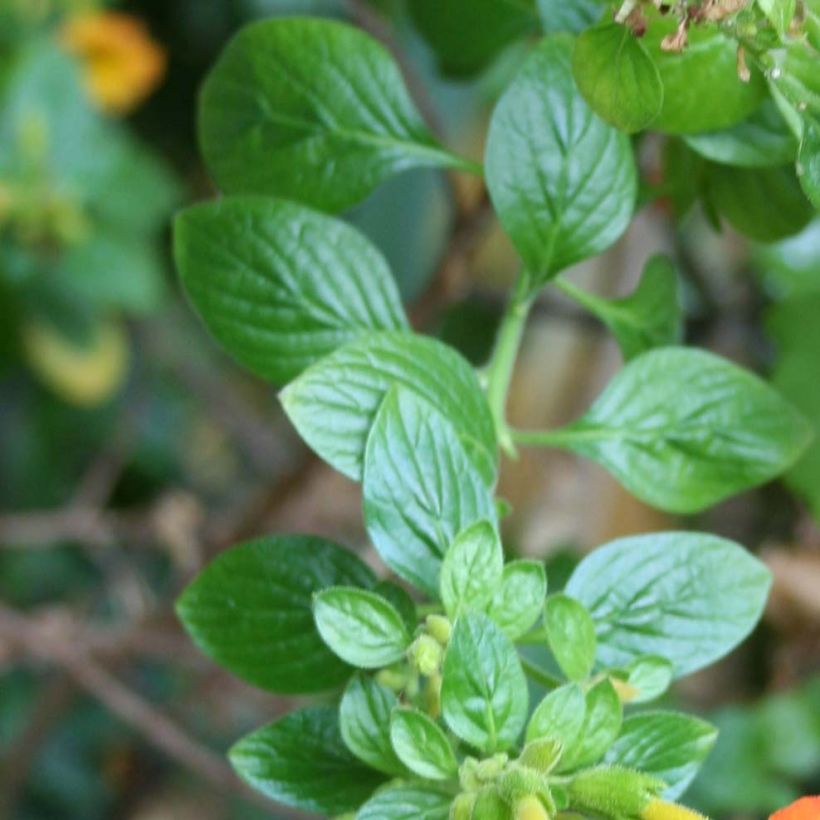 Streptosolen jamesonii - Browallia orange (Feuillage)