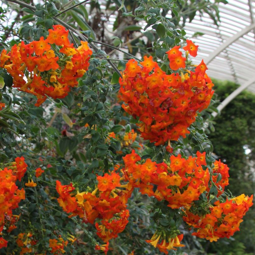 Streptosolen jamesonii - Browallia orange (Floraison)
