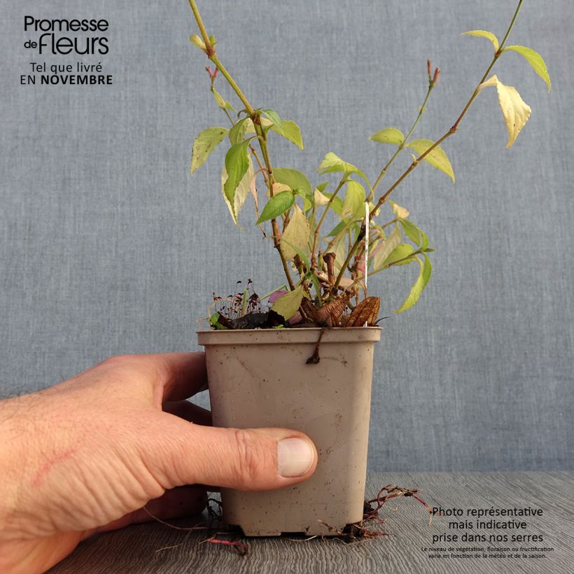 Spécimen de Strobilanthes attenuata - Strobilanthe Godet de 8/9 cm tel que livré en automne