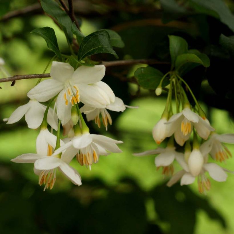 Styrax japonica - Styrax japonais (Floraison)