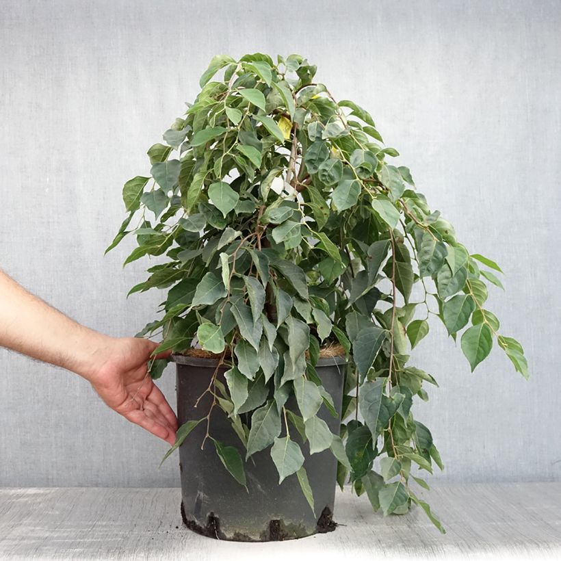 Spécimen de Styrax japonica Fragrant Fountain Pot de 12L/15L tel que livré en été