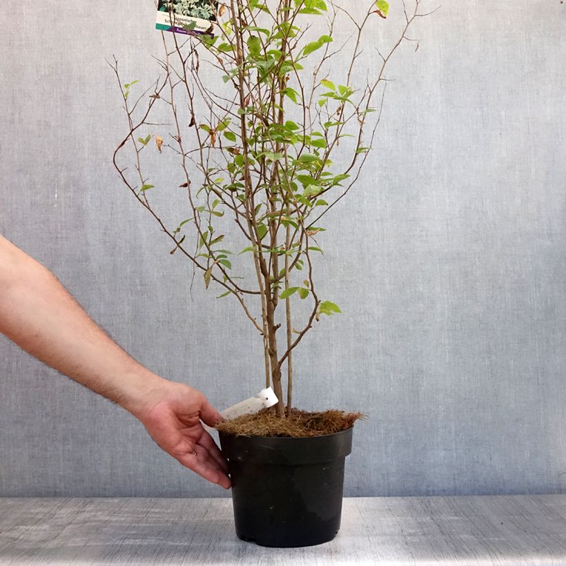 Spécimen de Styrax japonica - Styrax japonais Pot de 3L/4L tel que livré en été