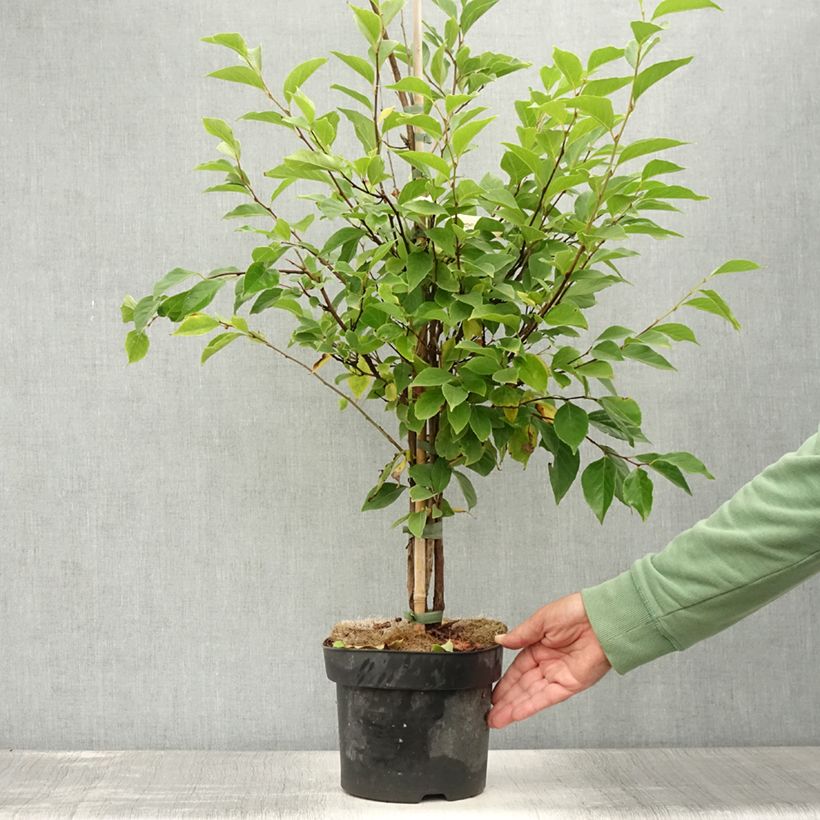Spécimen de Styrax japonicus Snowfall - Styrax japonais Pot de 4L/5L tel que livré en été