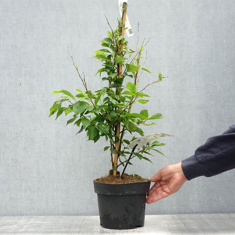 Spécimen de Styrax japonicus Snowfall - Styrax japonais - Pot de 4L/5L tel que livré au printemps