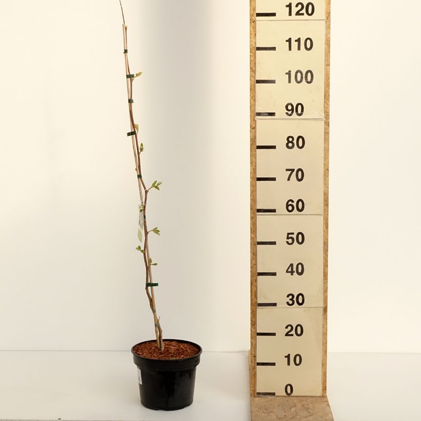Spécimen de Styrax obassia - Styrax à grandes feuilles en pot de 2/3L tel que livré au printemps