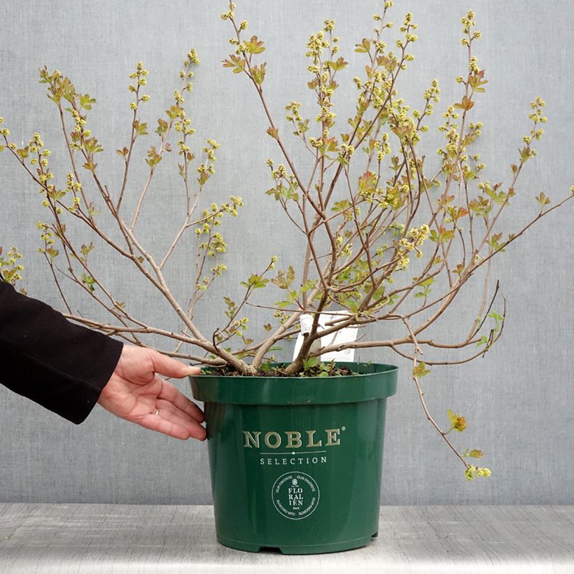 Spécimen de Sumac aromatique - Rhus aromatica Gro-Low en pot de 7,5l/10l tel que livré au printemps