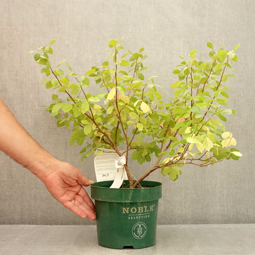 Spécimen de Sumac aromatique - Rhus aromatica Gro-Low Pot de 3L/4L tel que livré en été