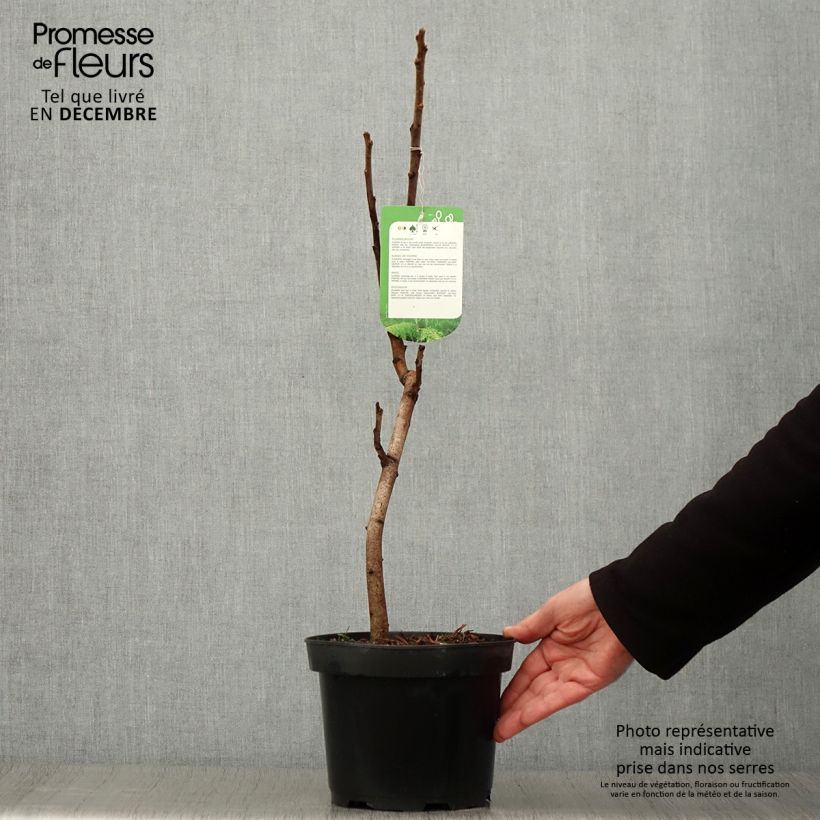 Spécimen de Sumac de Virginie - Rhus typhina Dissecta Pot de 3L/4L tel que livré en automne