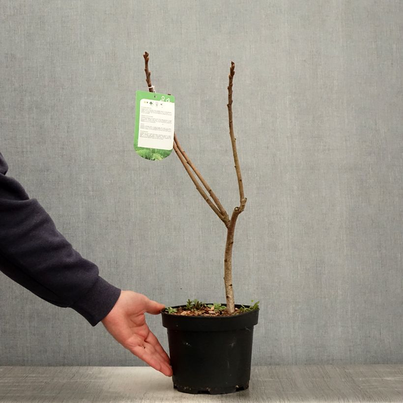 Spécimen de Sumac de Virginie - Rhus typhina Dissecta en pot de 3L/4L tel que livré au printemps