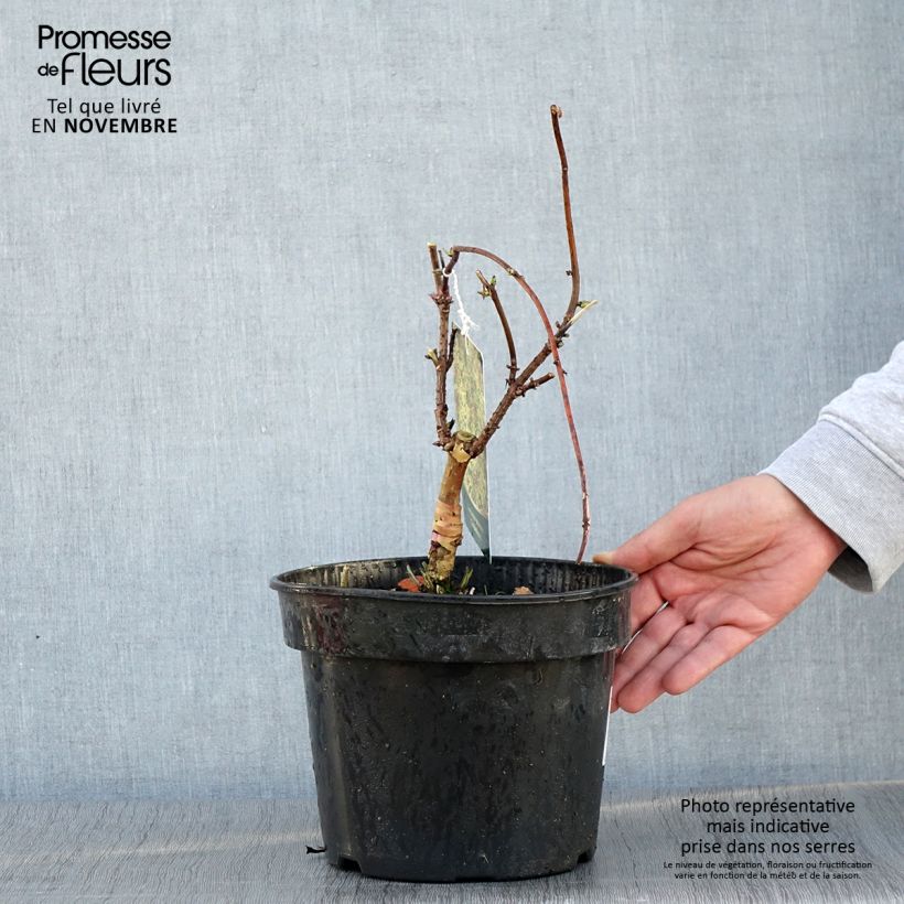 Spécimen de Sureau à grappes - Sambucus racemosa Goldenlocks Pot de 4L/5L tel que livré en automne