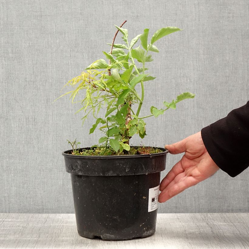 Spécimen de Sureau à grappes - Sambucus racemosa Goldenlocks - Pot de 4L/5L tel que livré au printemps