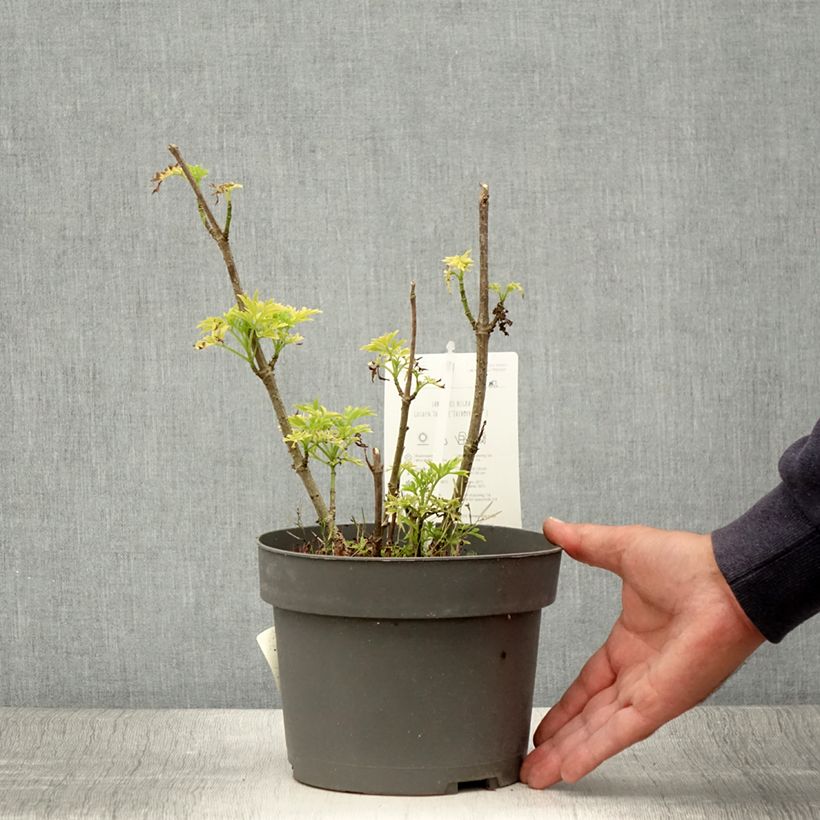 Spécimen de Sureau à grappes - Sambucus racemosa Sutherland Gold Pot de 2L/3L tel que livré en été