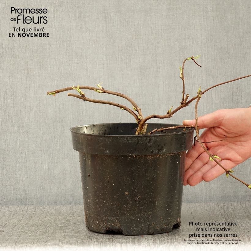 Spécimen de Sureau à grappes - Sambucus racemosa Tenuifolia Pot de 4L/5L tel que livré en automne