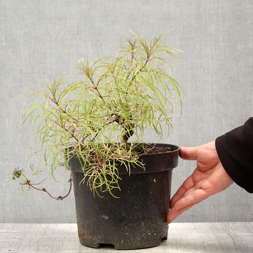 Spécimen de Sureau à grappes - Sambucus racemosa Tenuifolia - Pot de 4L/5L tel que livré au printemps