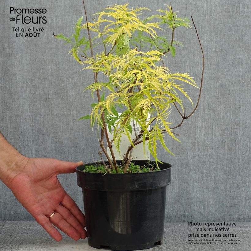 Spécimen de Sureau à grappes - Sambucus racemosa Welsh Gold tel que livré en ete