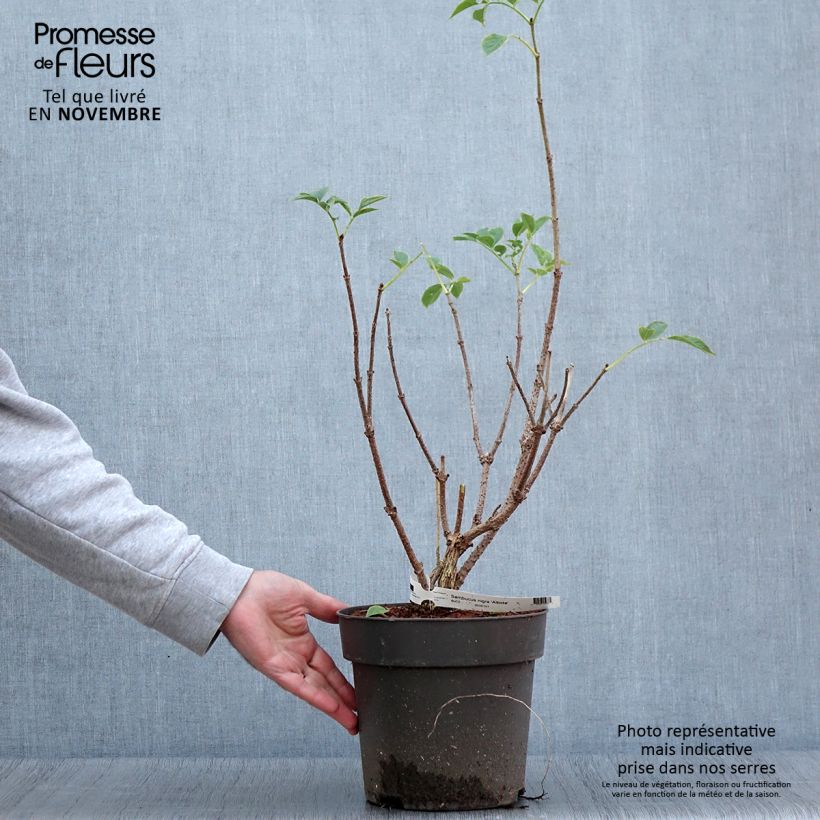 Spécimen de Sureau noir - Sambucus nigra Albida Pot de 4L/5L tel que livré en automne