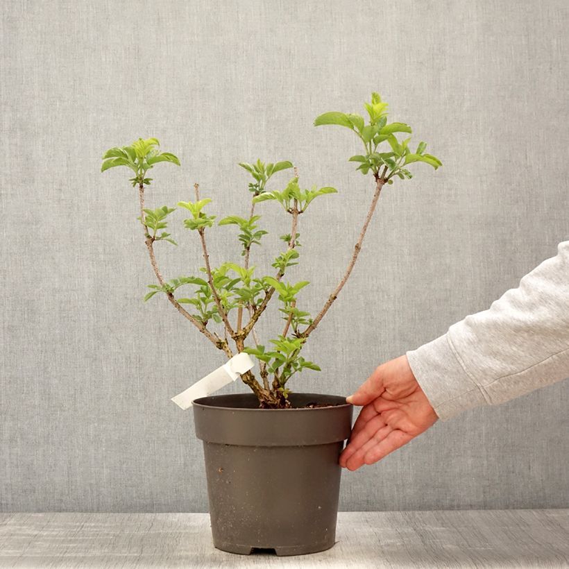 Spécimen de Sureau noir - Sambucus nigra Albida - Pot de 4L/5L tel que livré au printemps