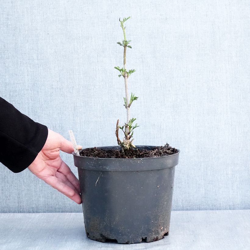 Spécimen de Sureau noir - Sambucus nigra Anatole Pot de 4L/5L tel que livré en hiver