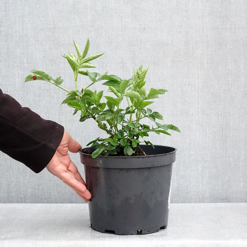 Spécimen de Sureau noir - Sambucus nigra Anatole - Pot de 4L/5L tel que livré au printemps