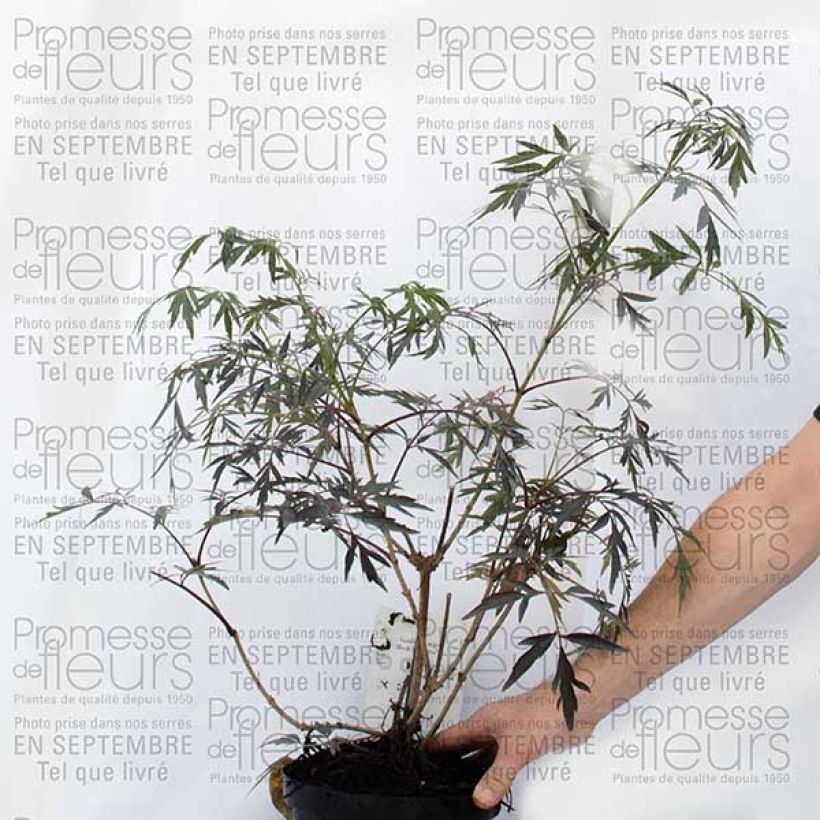 Exemple de spécimen de Sureau noir - Sambucus nigra Guincho Purple (Purpurea) - Pot de 3L/4L tel que livré