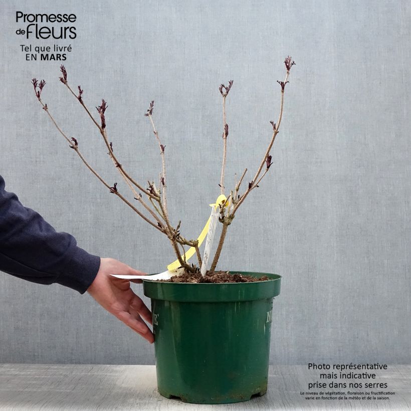 Spécimen de Sureau noir - Sambucus nigra Black Lace (Eva) en pot de 10L tel que livré au printemps