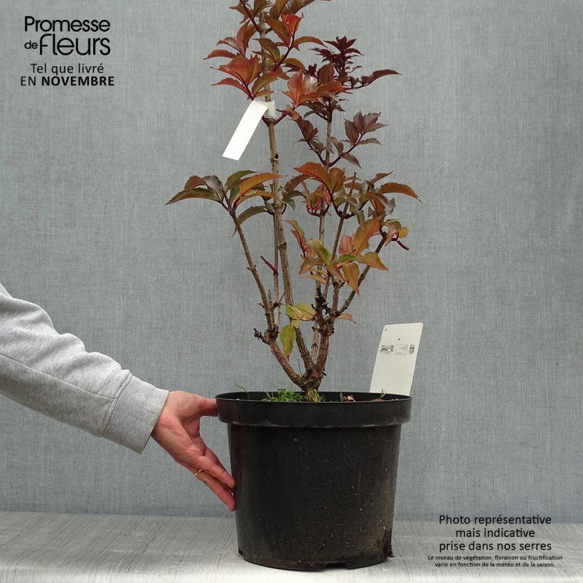 Spécimen de Sureau noir - Sambucus nigra Black Tower Pot de 7,5L/10L tel que livré en automne