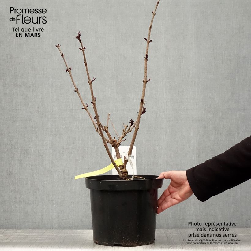 Spécimen de Sureau noir - Sambucus nigra Black Tower en pot de 10L tel que livré au printemps