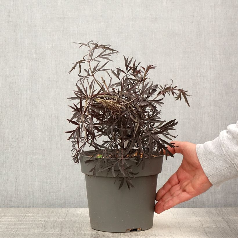 Spécimen de Sureau noir - Sambucus nigra Cherry Lace - Pot de 3L/4L tel que livré au printemps