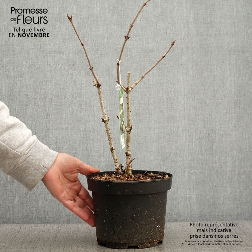 Spécimen de Sureau noir - Sambucus nigra Pot de 2L/3L tel que livré en automne