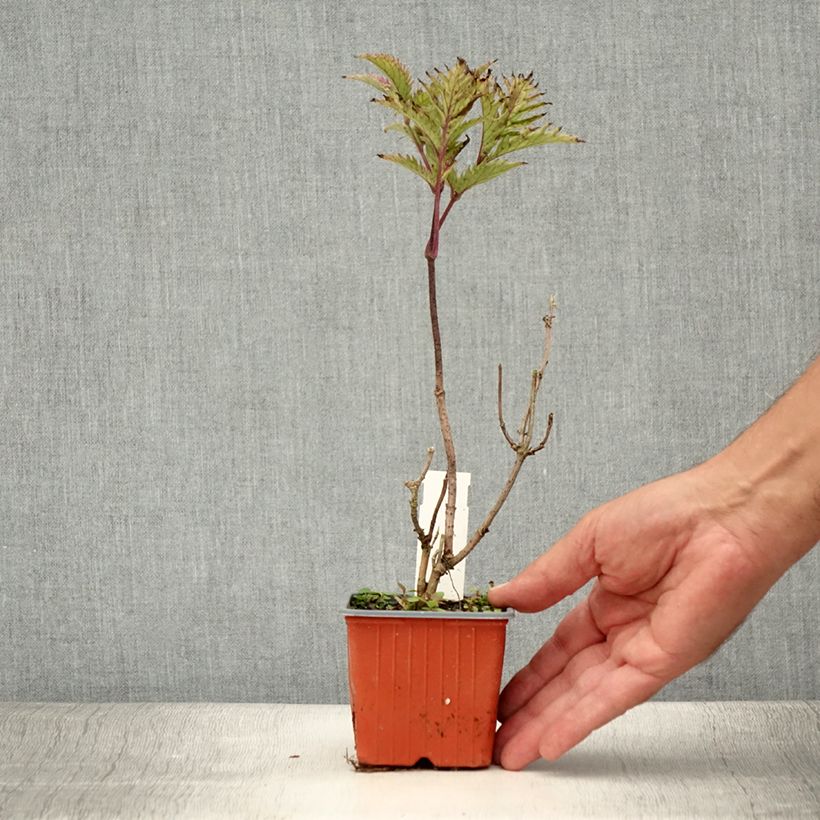 Spécimen de Sureau noir - Sambucus nigra Golden Spark Godet de 8/9 cm tel que livré en été
