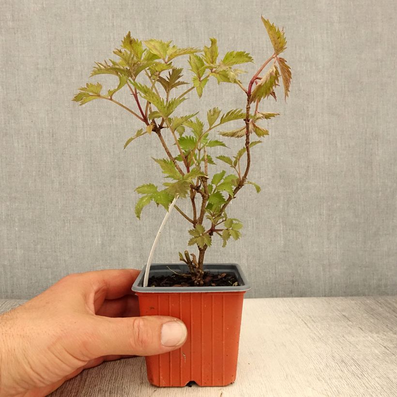 Spécimen de Sureau noir - Sambucus nigra Golden Spark - Godet de 8/9 cm tel que livré au printemps