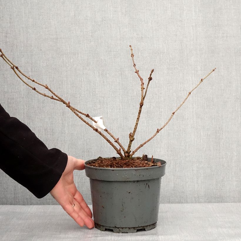 Spécimen de Sureau noir - Sambucus nigra Haidegg 17 Pot de 3L/4L, Touffe tel que livré en hiver