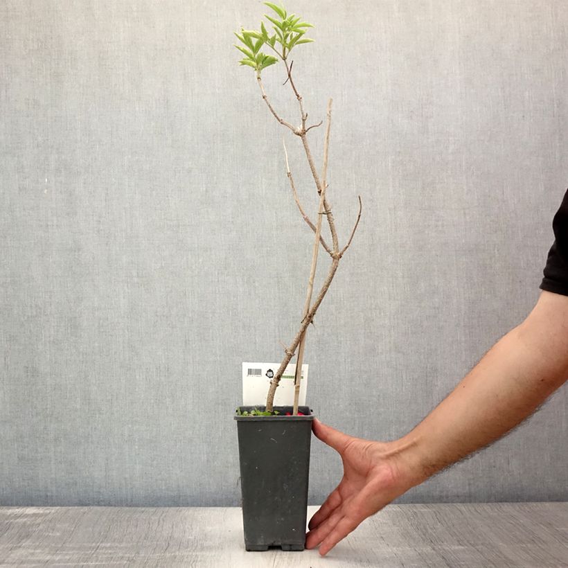 Spécimen de Sureau noir - Sambucus nigra Haschberg Pot de 1,5L/2L, Buisson tel que livré en été