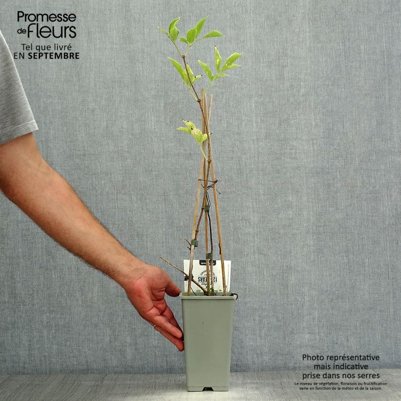 Spécimen de Sureau noir - Sambucus nigra Korsor Pot de 1,5L/2L, Buisson tel que livré en été