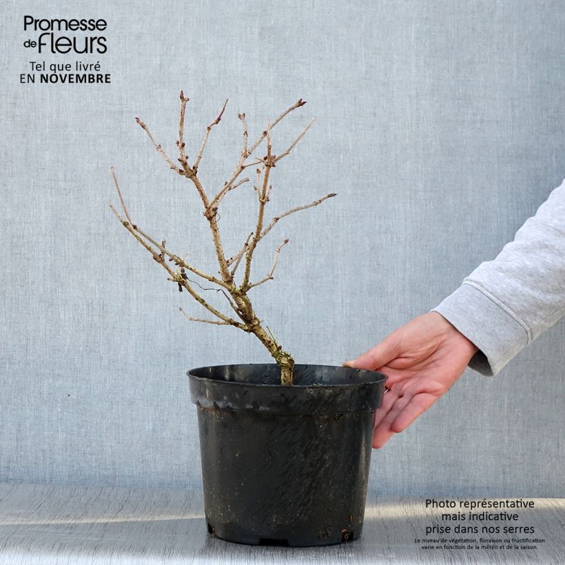 Spécimen de Sureau noir - Sambucus nigra Marion Bull Pot de 4L/5L tel que livré en automne