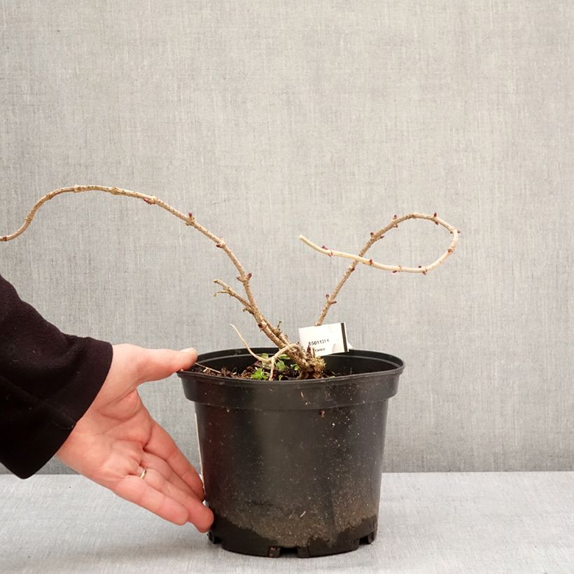 Spécimen de Sureau noir - Sambucus nigra Pulverulenta Pot de 3L/4L tel que livré en hiver