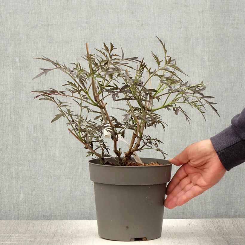 Spécimen de Sureau noir - Sambucus nigra Straight Laced Pot de 3L/4L tel que livré en été