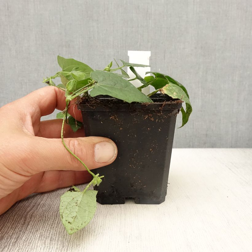 Spécimen de Suzanne-aux-yeux-noirs - Thunbergia Tangerine Slice - godet de 8/9cm tel que livré au printemps